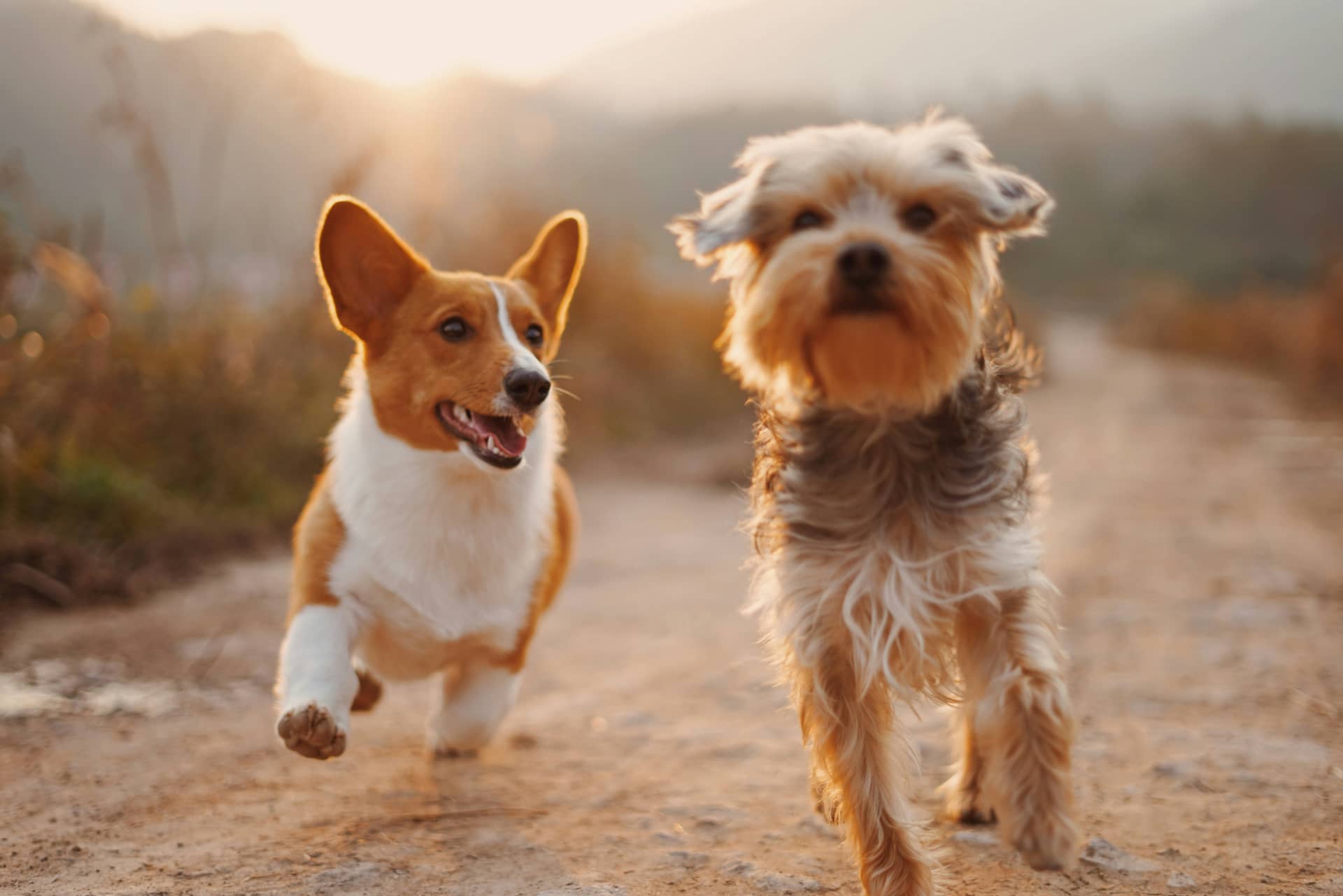 Luxury dog-friendly cottage for groups UK