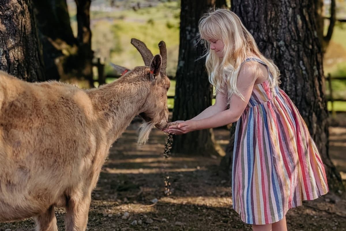 The Farmhouse — Animal feeding every morning
